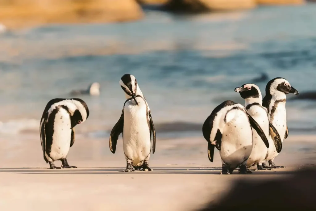 Boulders Beach