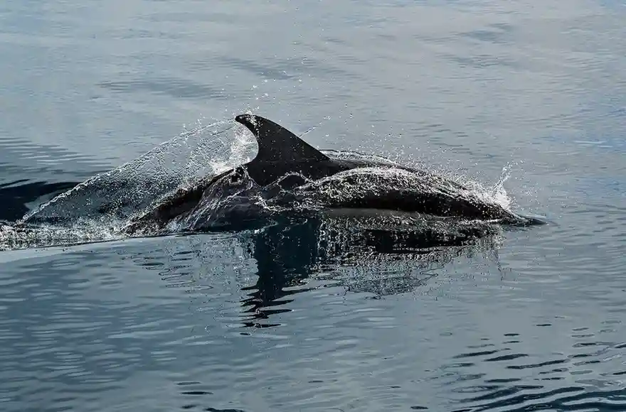DolphinCoast