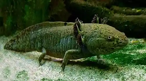 The Axolotl (Ambystoma mexicanum)