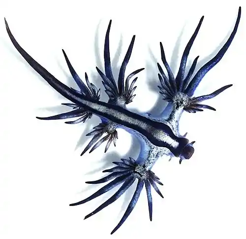 The Blue Dragon (Glaucus atlanticus)