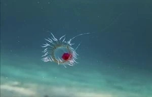 The Immortal Jellyfish (Turritopsis dohrnii)