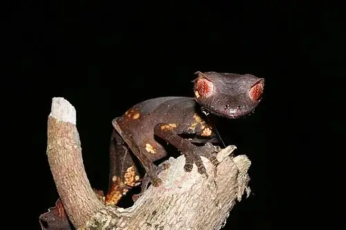The Satanic Leaf-Tailed Gecko (Uroplatus phantasticus)