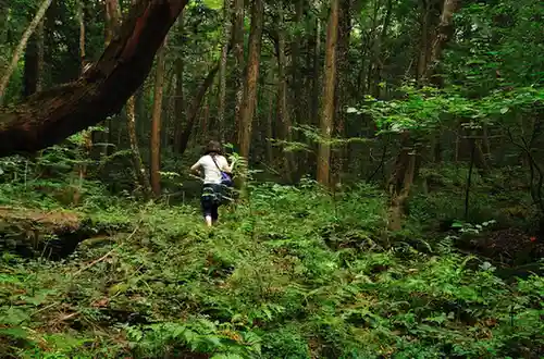 Aokigahara Forest – Japan