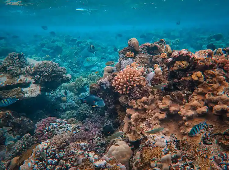 Great Barrier Reef, Australia