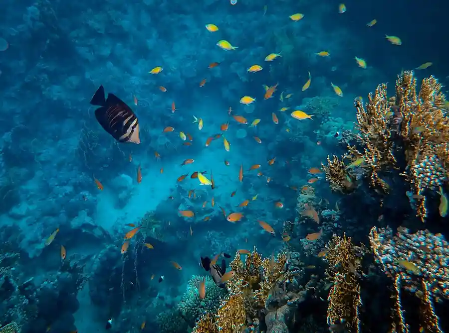 Red Sea, Egypt