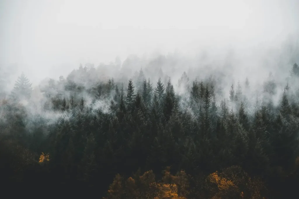 Black Forest Germany