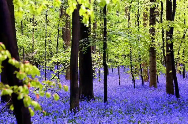 Hallerbos