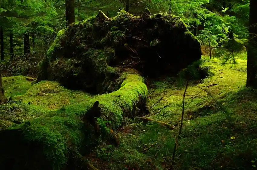 Mossy Forest