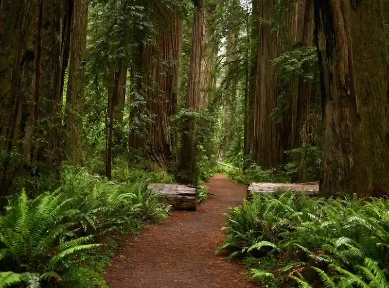 Redwood National State Parks USA