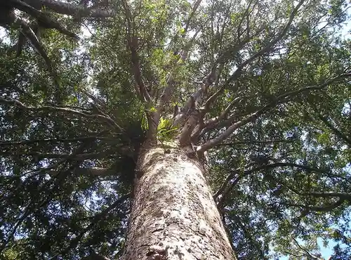 kauri tree in New Zealand.