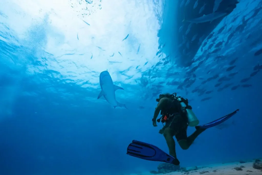Submarine Exploration in the Maldives